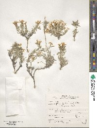 Phlox longifolia image