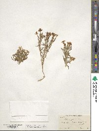 Phlox longifolia image