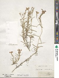 Phlox longifolia image