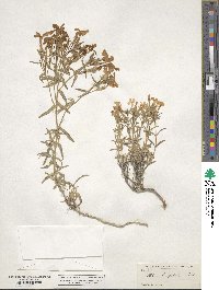 Phlox longifolia image