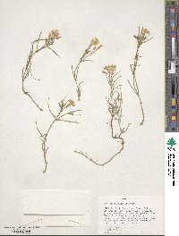 Phlox longifolia image