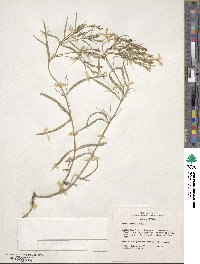 Phlox longifolia image