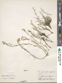 Phlox longifolia image