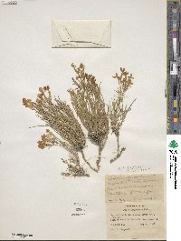 Phlox longifolia image