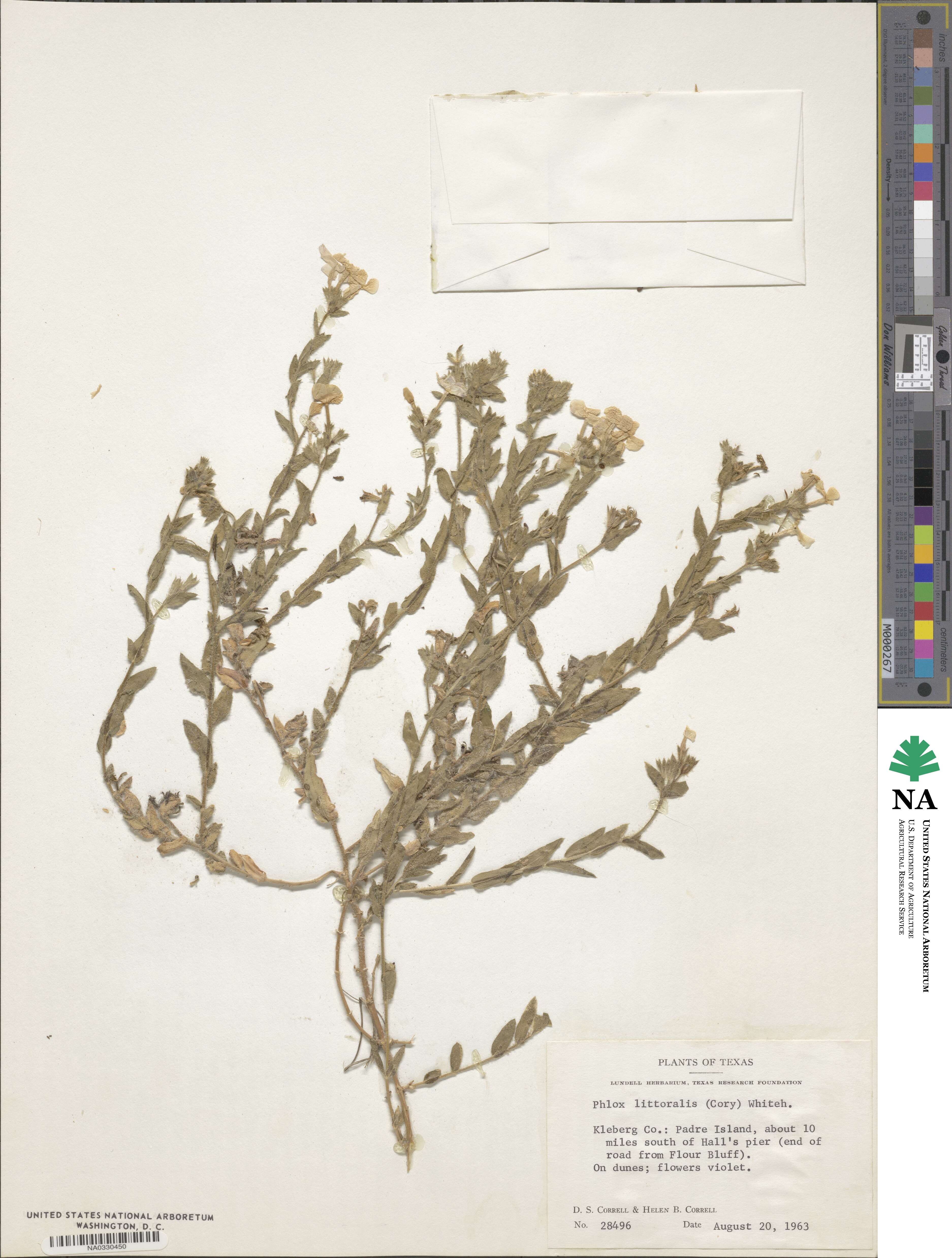 Phlox glabriflora subsp. littoralis image