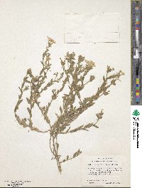 Phlox glabriflora image