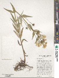 Image of Phlox idahonis