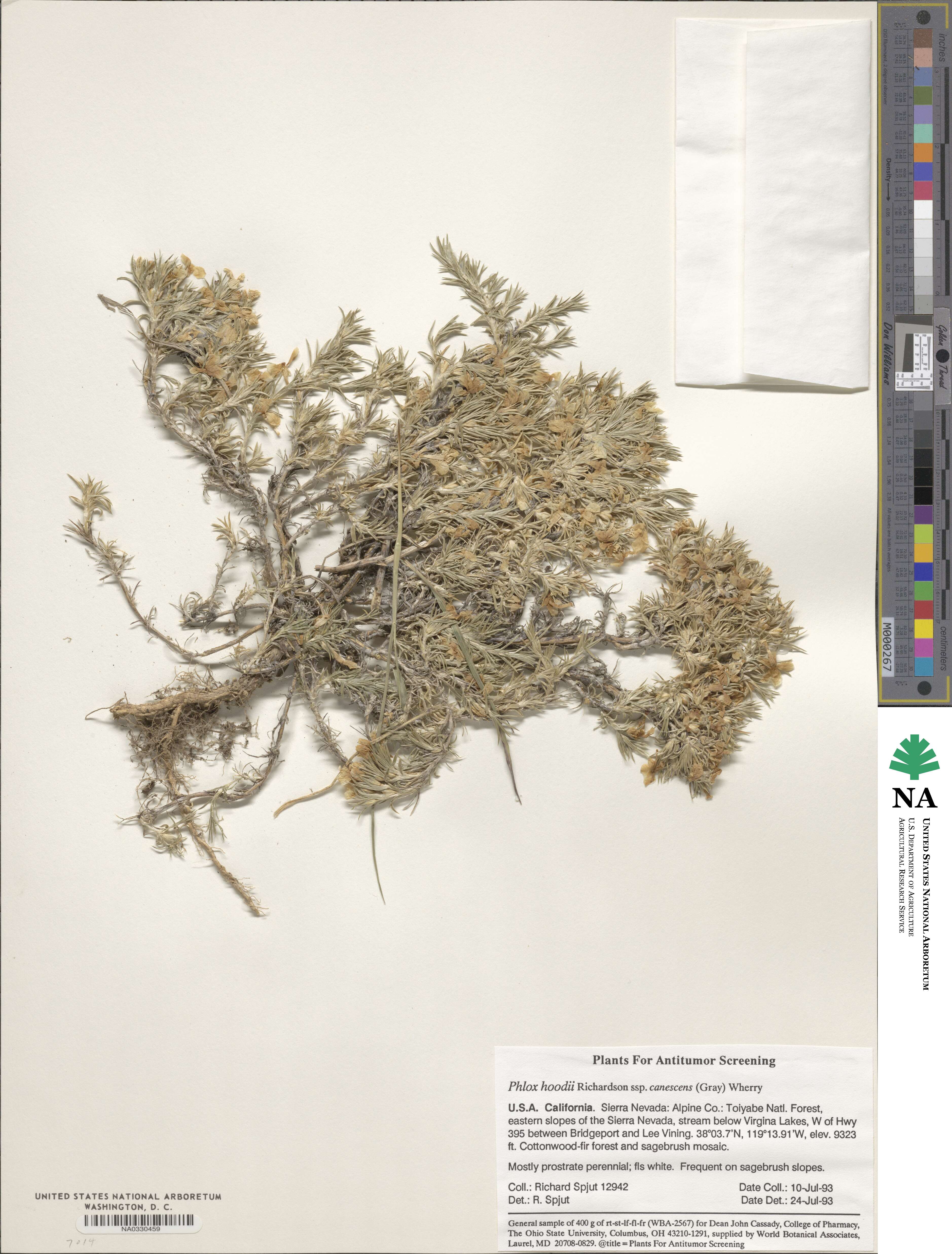 Phlox hoodii subsp. canescens image