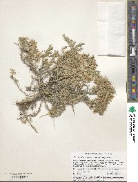 Phlox hoodii subsp. canescens image