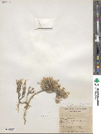 Phlox hoodii subsp. canescens image