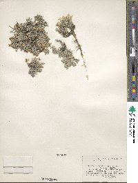 Phlox hoodii image