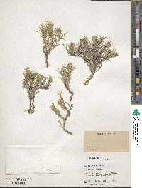 Phlox hoodii image