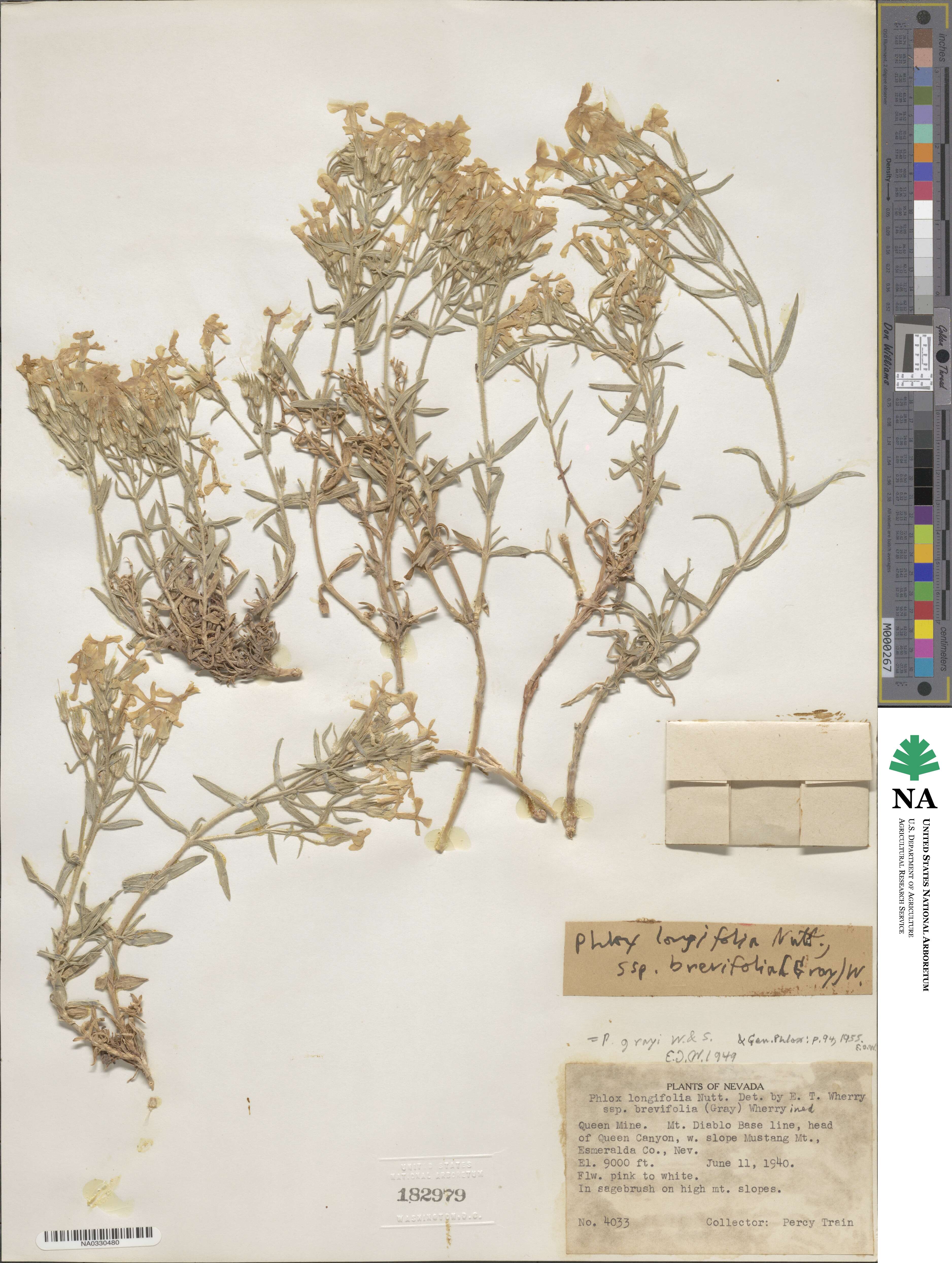 Phlox longifolia subsp. brevifolia image