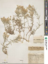 Phlox longifolia image