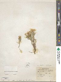 Phlox longifolia subsp. brevifolia image