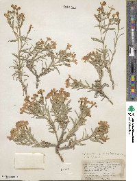 Phlox longifolia image