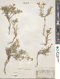 Phlox longifolia subsp. brevifolia image