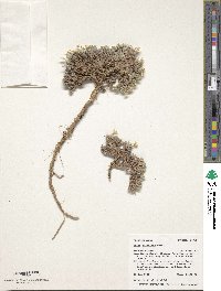 Phlox hoodii image