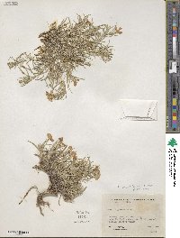 Phlox multiflora image