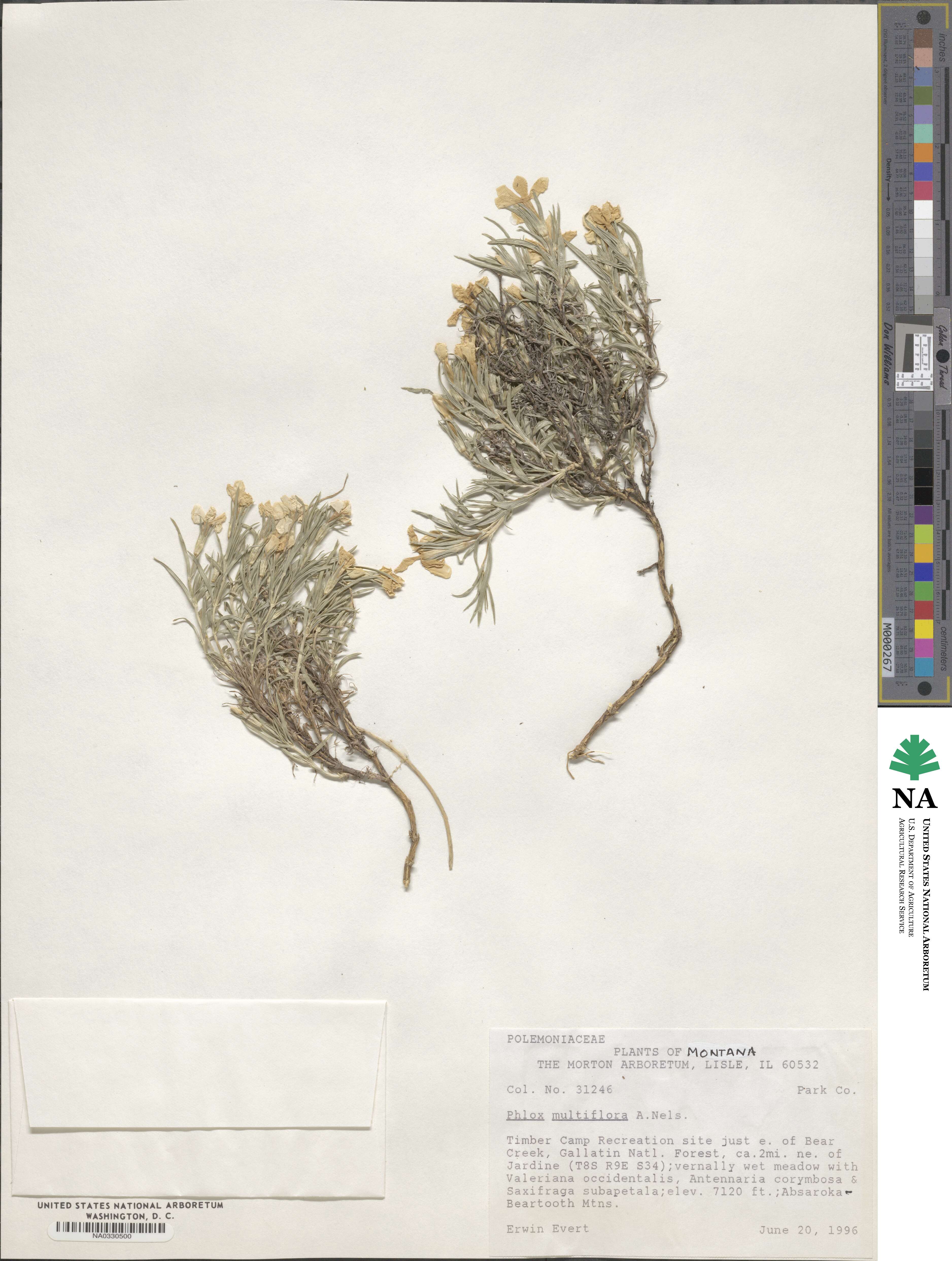 Phlox multiflora image