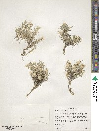 Phlox multiflora image