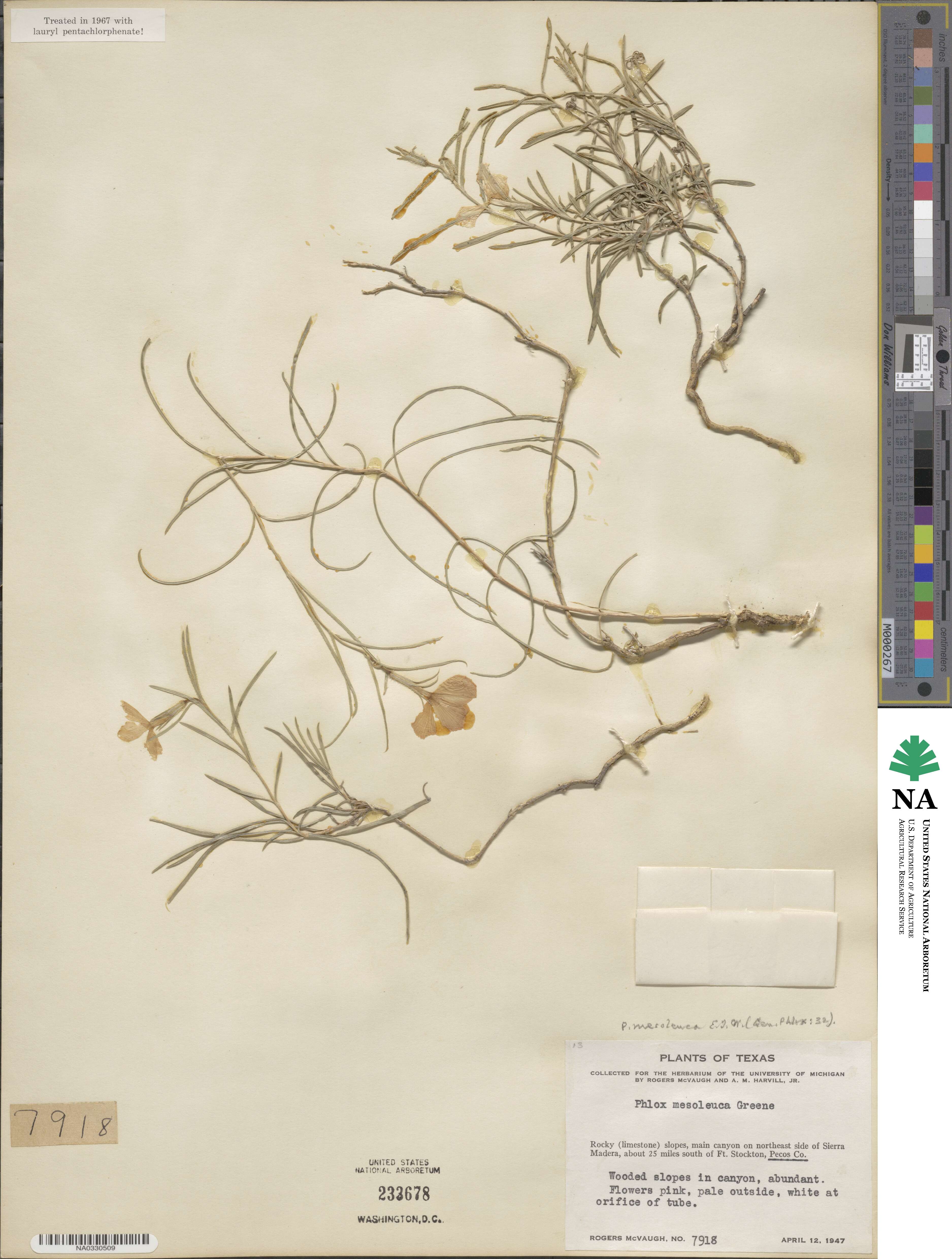 Phlox mesoleuca image