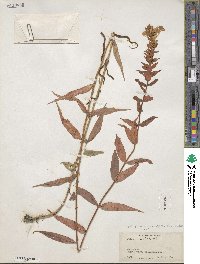 Phlox maculata image