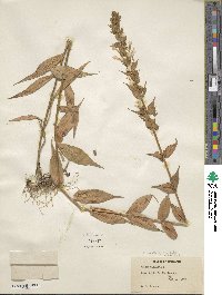 Phlox maculata image