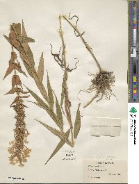 Phlox maculata subsp. pyramidalis image