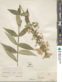 Phlox maculata subsp. pyramidalis image