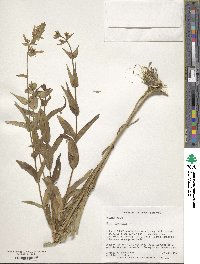 Phlox maculata image