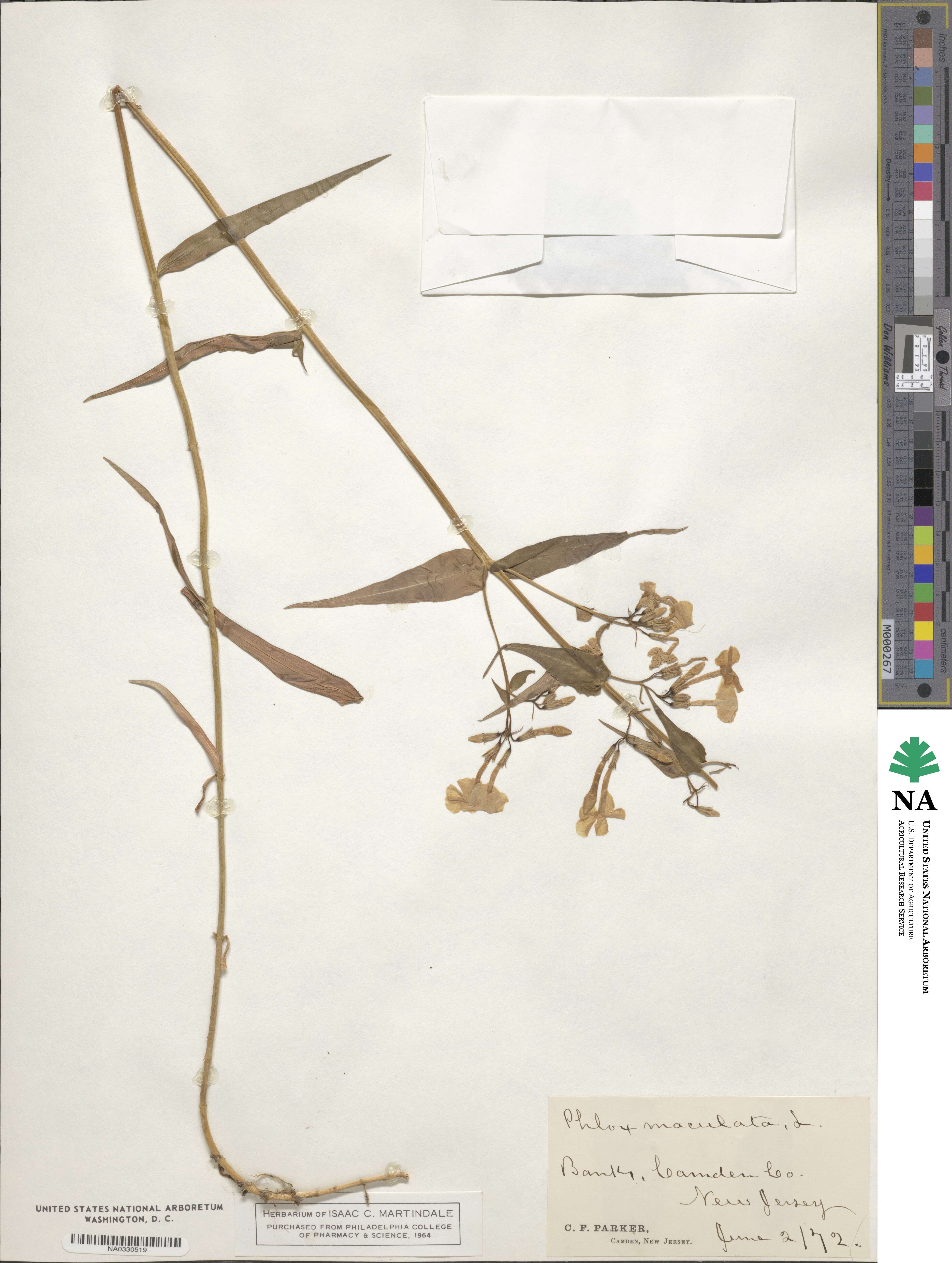 Phlox maculata image