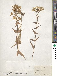 Phlox maculata image