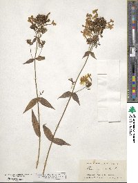 Phlox maculata image