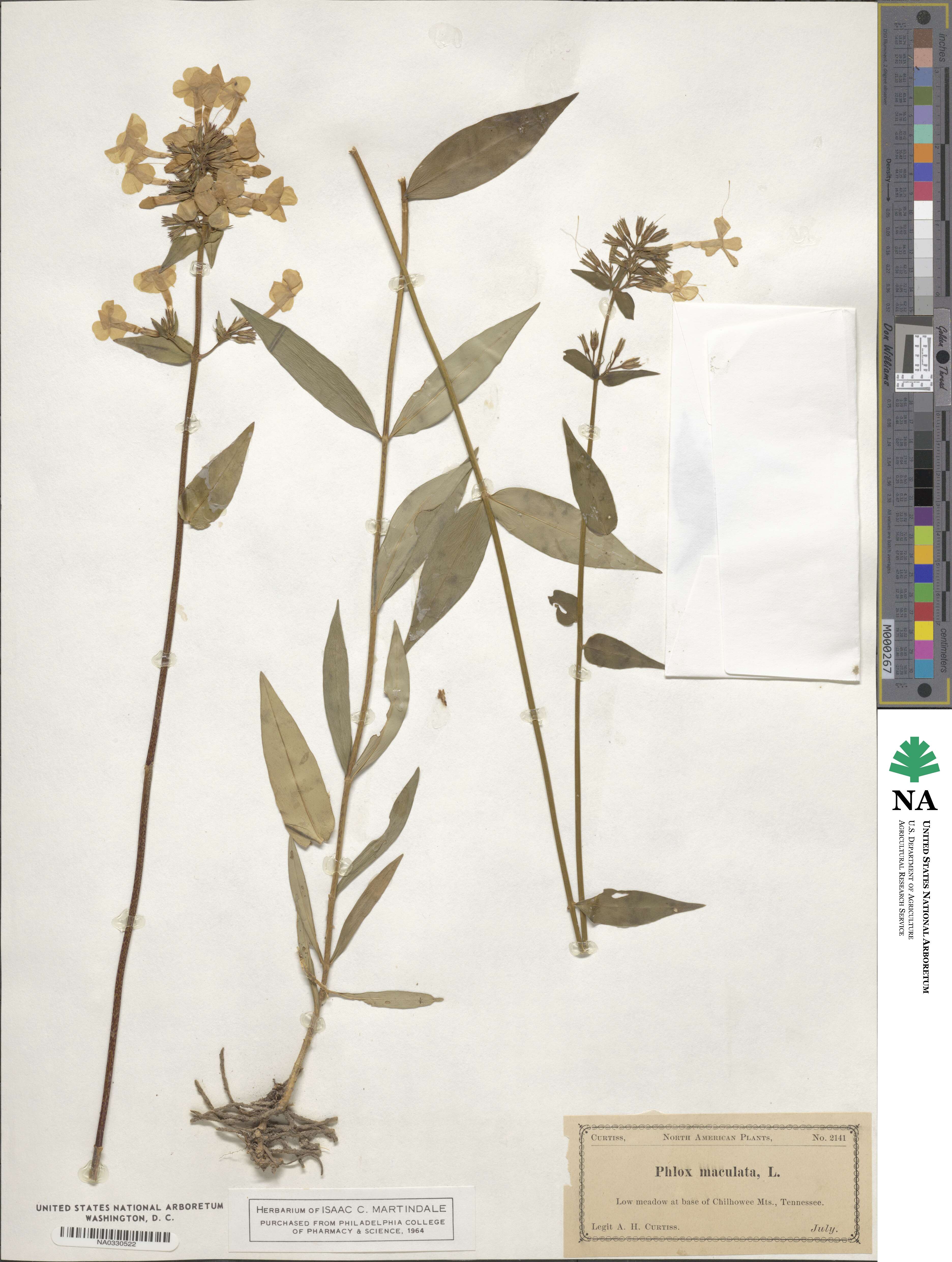 Phlox maculata image