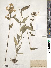 Phlox maculata image