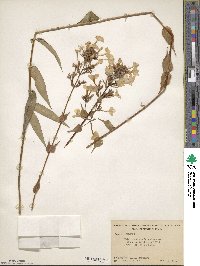 Phlox maculata image