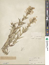 Phlox maculata image