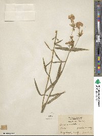 Phlox maculata image