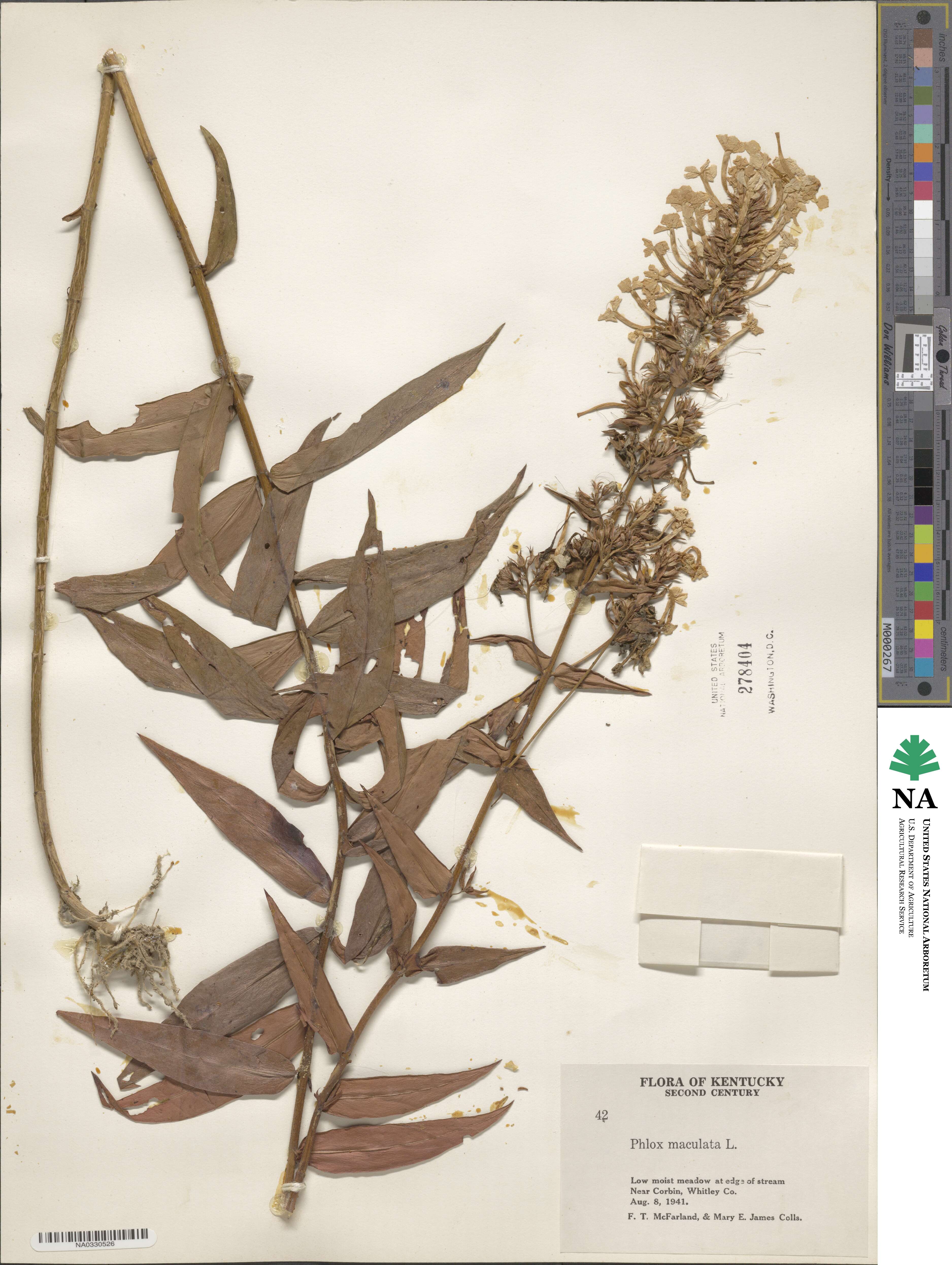 Phlox maculata image