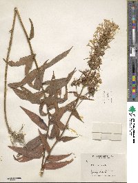 Phlox maculata image