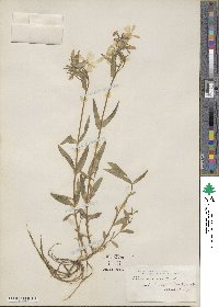 Phlox maculata image