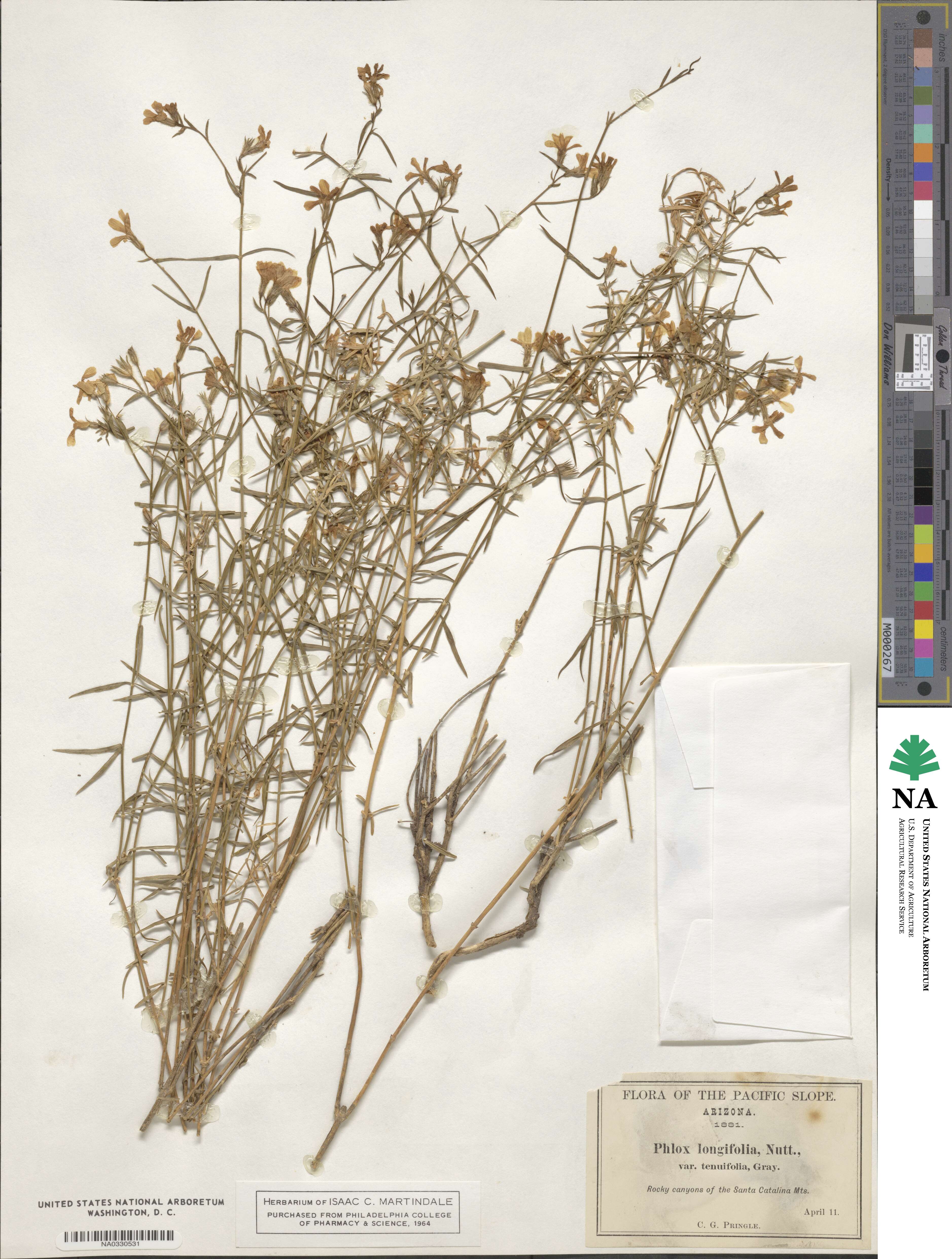 Phlox tenuifolia image