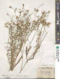 Phlox tenuifolia image