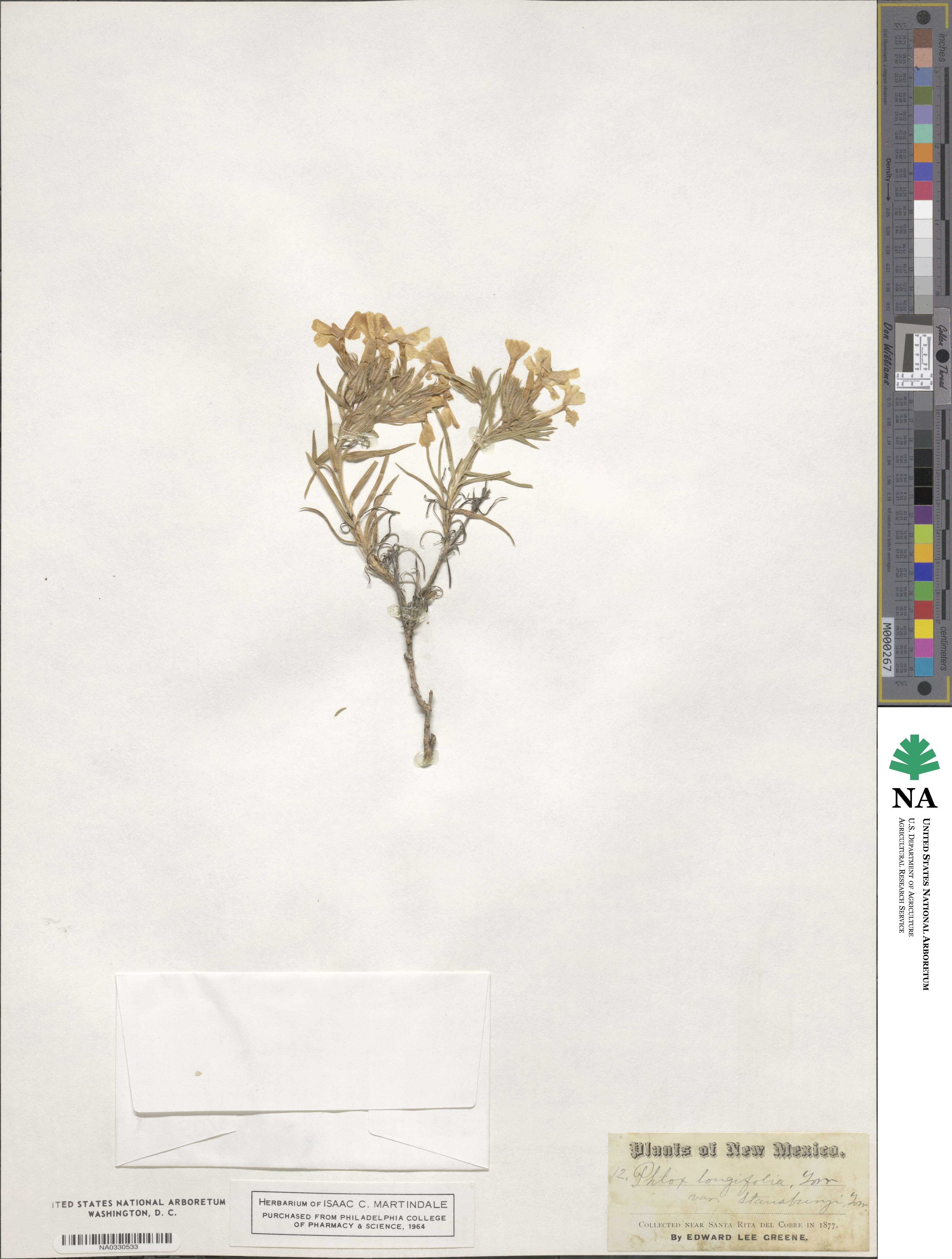 Phlox stansburyi subsp. stansburyi image