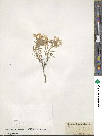 Phlox stansburyi subsp. stansburyi image