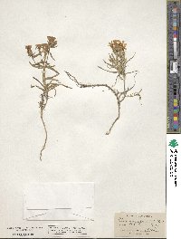 Phlox stansburyi subsp. stansburyi image