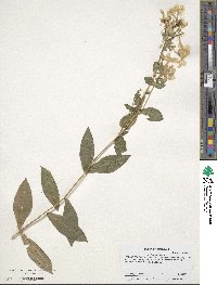 Phlox paniculata image