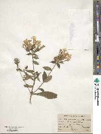 Phlox paniculata image