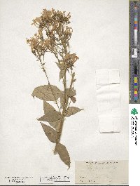 Phlox paniculata image